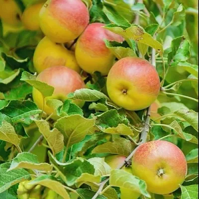 Яблоня ПАМЯТЬ БЛЫНСКОГО колонновидная  Яблоня ПАМЯТЬ БЛЫНСКОГО колонновидная в Раменском