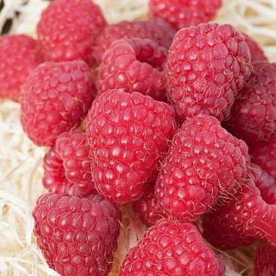 Малина МАРАСТАР  Малина МАРАСТАР в Раменском