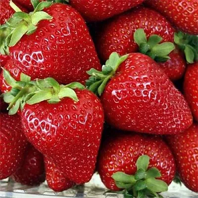 Клубника СКАЛА  Клубника СКАЛА в Раменском