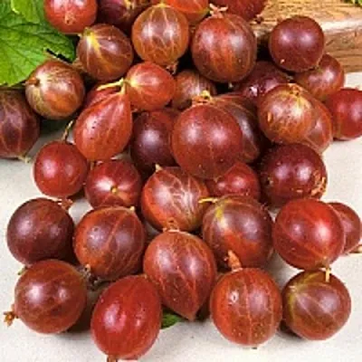 Крыжовник ОЛАВИ (ХИННОНМАЕН ПУНАЙНЕН) в Раменском