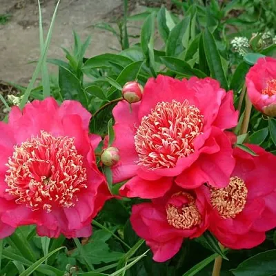 Пион БАРРИНГТОН БЕЛЬ травянистый  Пион БАРРИНГТОН БЕЛЬ травянистый в Раменском