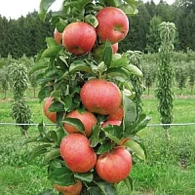 Яблоня ЯНТАРНОЕ ОЖЕРЕЛЬЕ колонновидная  Яблоня ЯНТАРНОЕ ОЖЕРЕЛЬЕ колонновидная в Раменском