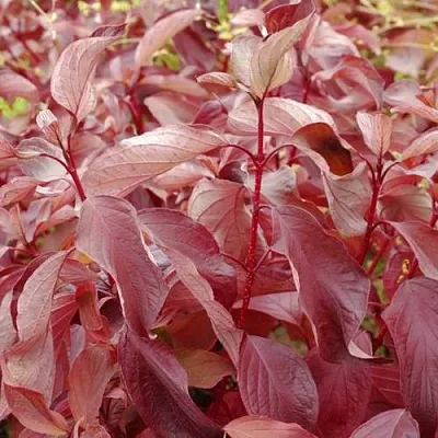 Дерен КРАСНЫЙ  Дерен КРАСНЫЙ в Раменском