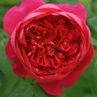 Саженцы роз БЕНДЖАМИН БРИТТЕН шраб  Саженцы роз БЕНДЖАМИН БРИТТЕН шраб в Раменском