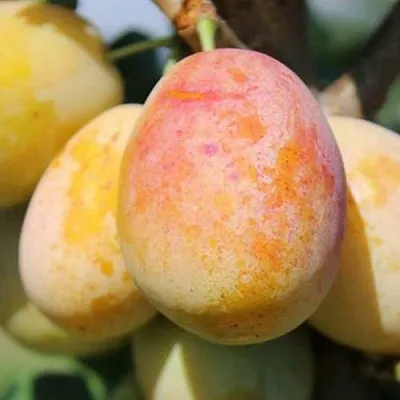 АПРИМИРА  АПРИМИРА в Раменском