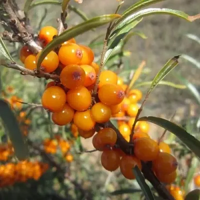 Облепиха СУДАРУШКА  Облепиха СУДАРУШКА в Раменском