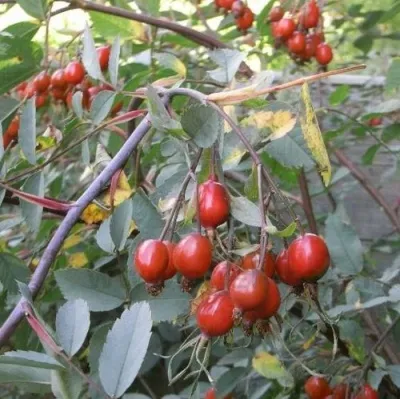 Саженцы роз сизая — описание сорта Саженцы роз сизая в Раменском