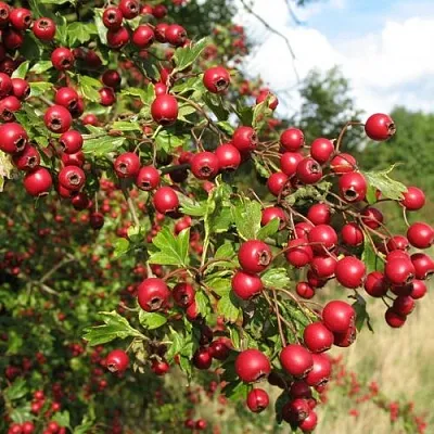 Боярышник ЗБИГНЕВ в Раменском