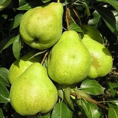 Груша АВГУСТОВСКАЯ РОСА  Груша АВГУСТОВСКАЯ РОСА в Раменском