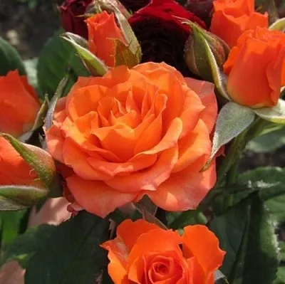 Саженцы роз АЛЕГРИЯ спрей  Саженцы роз АЛЕГРИЯ спрей в Раменском