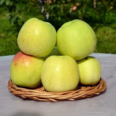 Яблоня БИРСКОЕ ГРУШЕВОЕ (БИЧИК)  Яблоня БИРСКОЕ ГРУШЕВОЕ (БИЧИК) в Раменском