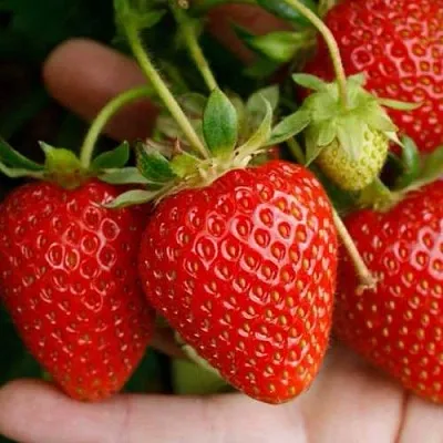 Клубника ПОРТОЛА ремонтантная  Клубника ПОРТОЛА ремонтантная в Раменском