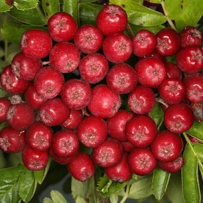 Рябина РУБИНОВАЯ сладкоплодная  Рябина РУБИНОВАЯ сладкоплодная в Раменском