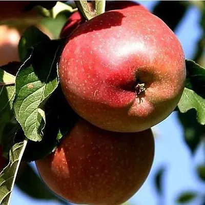 Яблоня АНТЕЙ КИЕВСКИЙ колонновидная  Яблоня АНТЕЙ КИЕВСКИЙ колонновидная в Раменском