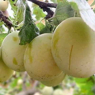 Слива УТРО  Слива УТРО в Раменском