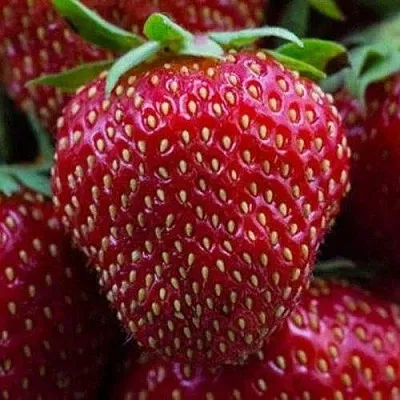 Клубника НАНДИ  Клубника НАНДИ в Раменском