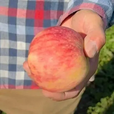 Яблоня ВАСЮГАН колонновидная  Яблоня ВАСЮГАН колонновидная в Раменском