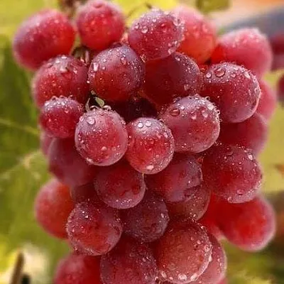 Ранние сорта  Ранние сорта в Раменском