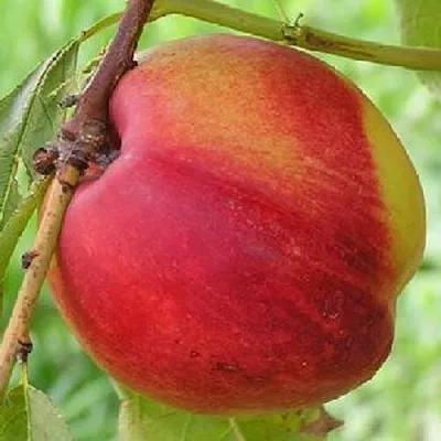 Нектарин СТАРК РЕД ГОЛД в Раменском