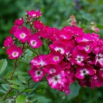 Саженцы роз МАРДЖОРИ ФЕЙР полиантовая  Саженцы роз МАРДЖОРИ ФЕЙР полиантовая в Раменском