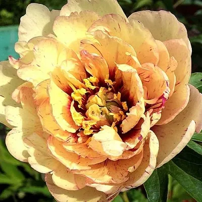 Пионы ИТО-гибриды в Раменском