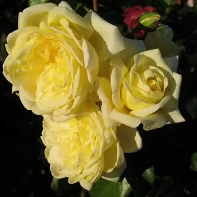 Саженцы роз КАЗИНО плетистая  Саженцы роз КАЗИНО плетистая в Раменском