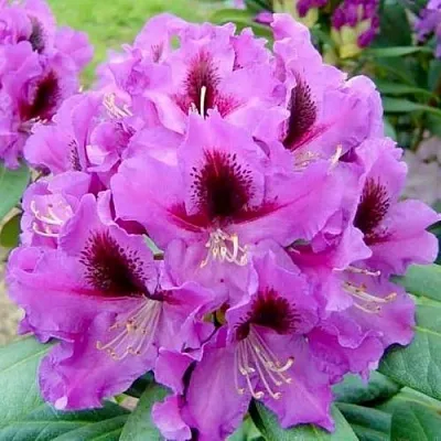 Рододендрон РАСПУТИН в Раменском