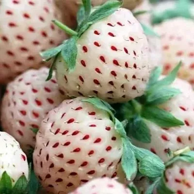 Клубника АНАНАСА ремонтантная  Клубника АНАНАСА ремонтантная в Раменском