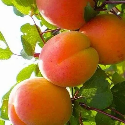 Абрикос КРЫМСКИЙ АМУР  Абрикос КРЫМСКИЙ АМУР в Раменском