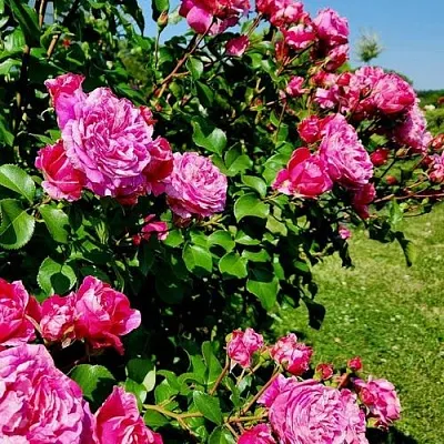 Саженцы роз ИНЕС САСТР плетистая  Саженцы роз ИНЕС САСТР плетистая в Раменском