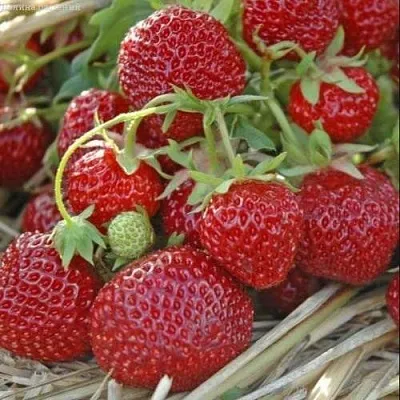 Клубника ЗЕНГА-ЗЕНГАНА  Клубника ЗЕНГА-ЗЕНГАНА в Раменском