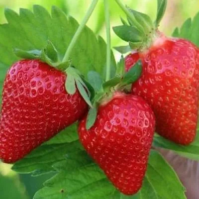 Клубника КЛОДИЯ  Клубника КЛОДИЯ в Раменском