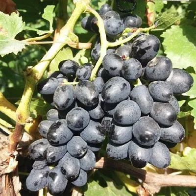 Виноград КИШМИШ АТТИКА  Виноград КИШМИШ АТТИКА в Раменском