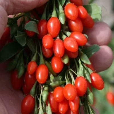 Годжи КОРЕАН БИГ — описание сорта Годжи КОРЕАН БИГ в Раменском