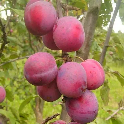 Слива ЭДИНБУРГСКАЯ  Слива ЭДИНБУРГСКАЯ в Раменском