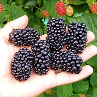 Ежевика ОУАЧИТА бесшипная — описание сорта Ежевика ОУАЧИТА бесшипная в Раменском