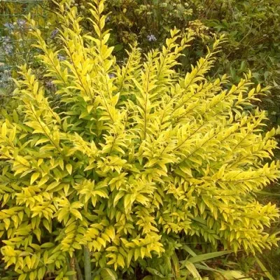 Бирючина АУРЕА обыкновенная — описание сорта Бирючина АУРЕА обыкновенная в Раменском