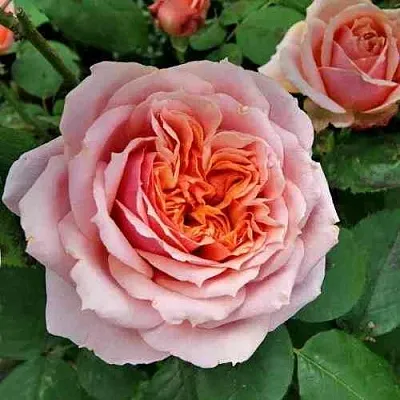 Саженцы роз ПОЛЬ БОКЮЗ шраб  Саженцы роз ПОЛЬ БОКЮЗ шраб в Раменском