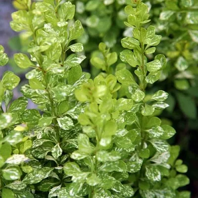 Барбарис ПАУ ВАУ тунберга  Барбарис ПАУ ВАУ тунберга в Раменском