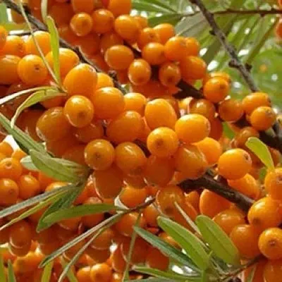 Облепиха ТРОФИМОВСКАЯ  Облепиха ТРОФИМОВСКАЯ в Раменском