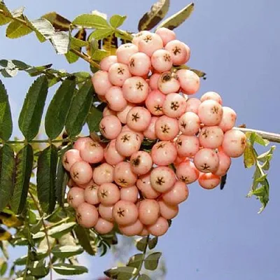 Рябина ПИНК ВЕЙЛ  Рябина ПИНК ВЕЙЛ в Раменском