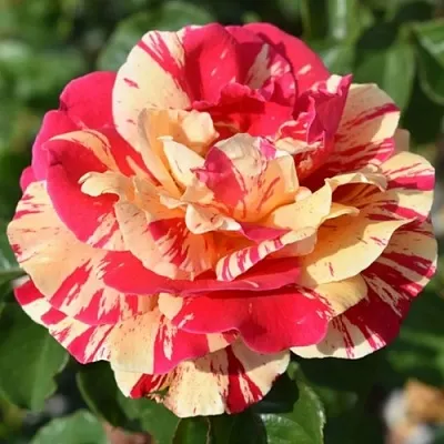 Саженцы роз ВАНИЛЛА ФРАЙЗ плетистая  Саженцы роз ВАНИЛЛА ФРАЙЗ плетистая в Раменском