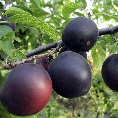 Абрикос МОНАРЕЗИ  Абрикос МОНАРЕЗИ в Раменском