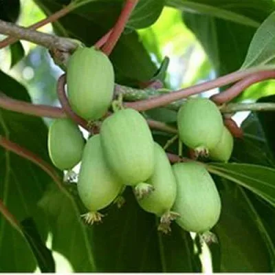 саженцы актинидии саженцы актинидии