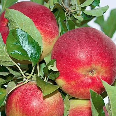 Яблоня СЕНАТОР колонновидная  Яблоня СЕНАТОР колонновидная в Раменском