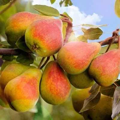 Груша ЗАБАВА  Груша ЗАБАВА в Раменском