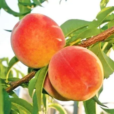 Персик ОНТАРИО — описание сорта Персик ОНТАРИО в Раменском