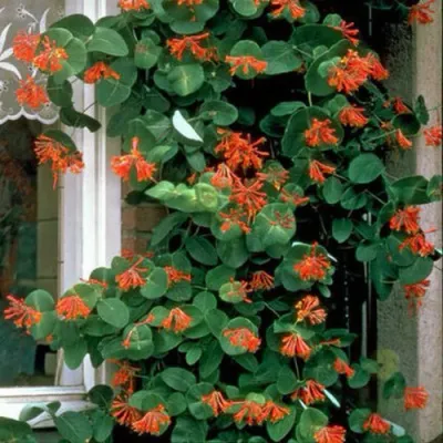 Жимолость ДРОМПОР СКАРЛЕТТ брауна в Раменском