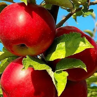 Зимние сорта в Раменском