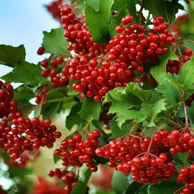 Калина ТАЕЖНЫЕ РУБИНЫ в Раменском